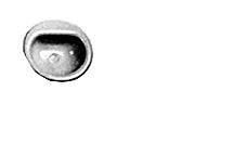 93911 (VAS-12 / pack of 1)